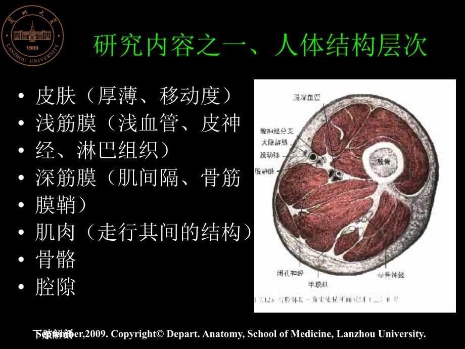 下肢解剖课件_第5页