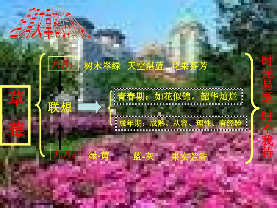 语文版九上草莓pt课件_第4页