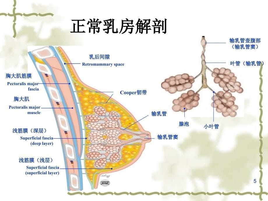 温州医科大学《外科学》乳腺疾病_第5页