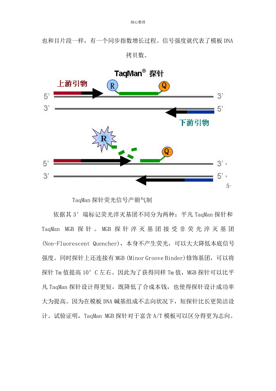 荧光定量PCR的原理及使用_第3页