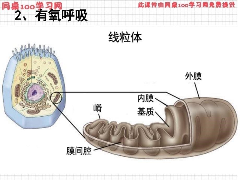 第3部分ATP的主要来源胞呼吸_第5页