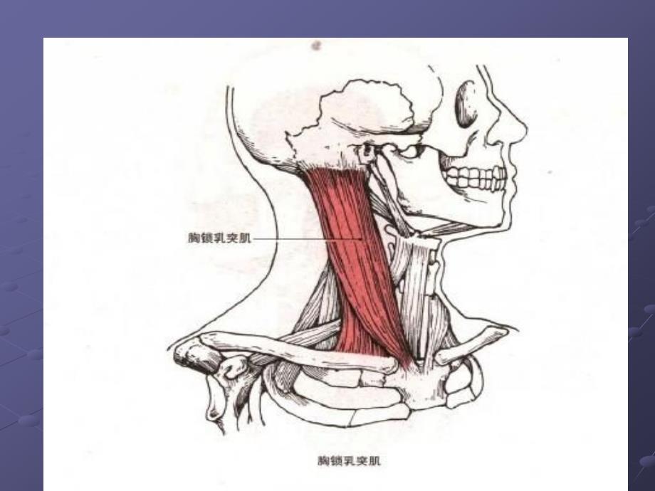 颈项部肌肉基础解剖——起止点及作用_第3页