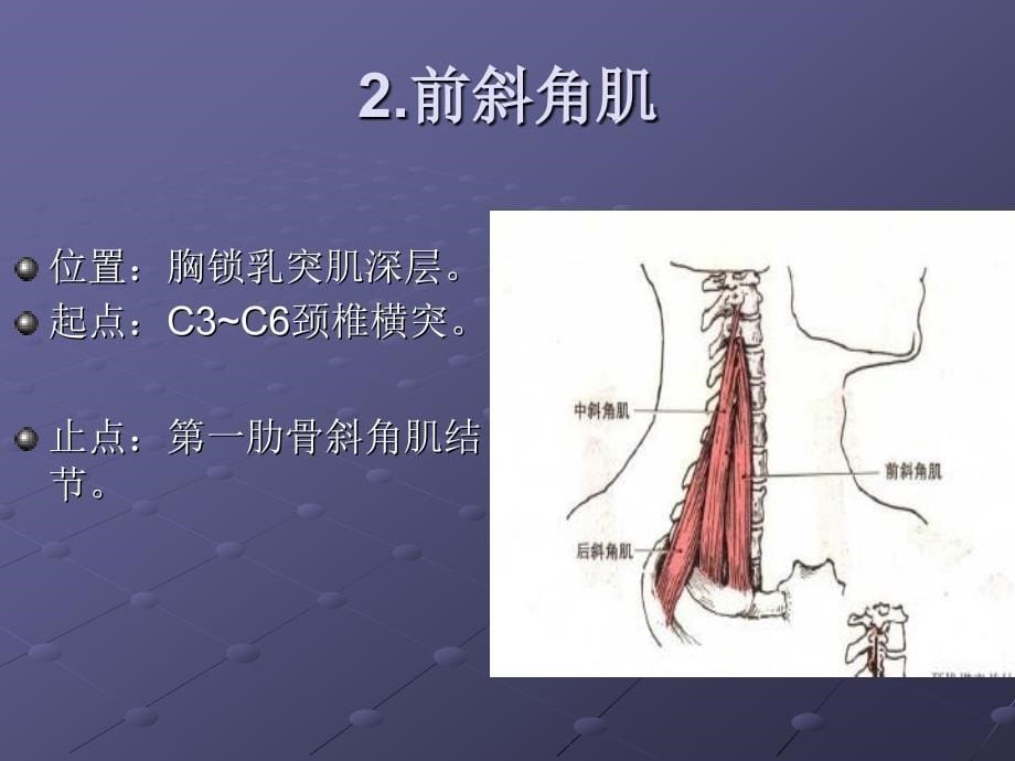 颈项部肌肉基础解剖——起止点及作用_第5页