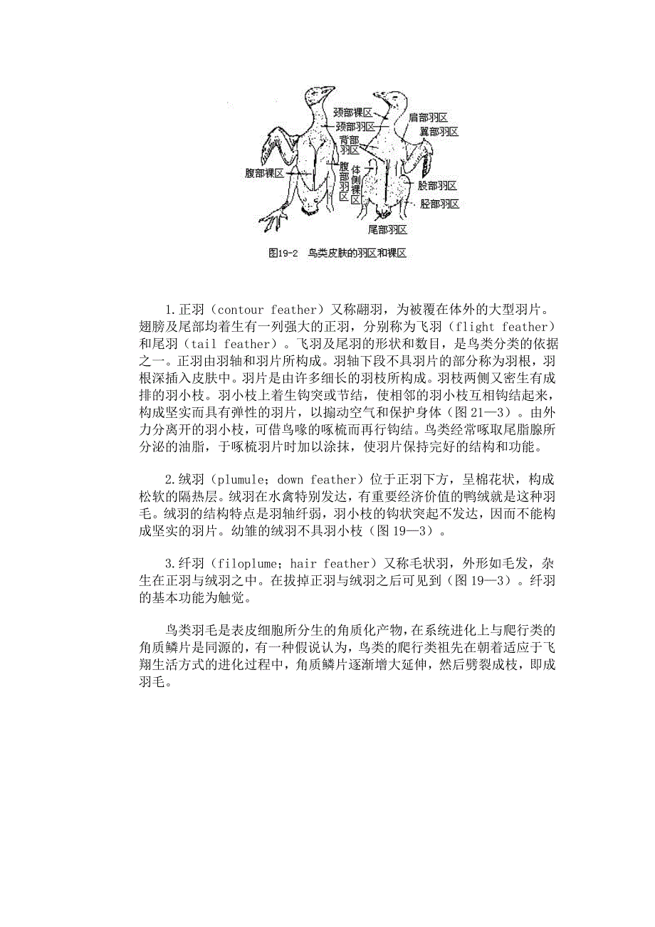 第一节 鸟纲的主要特征.doc_第4页