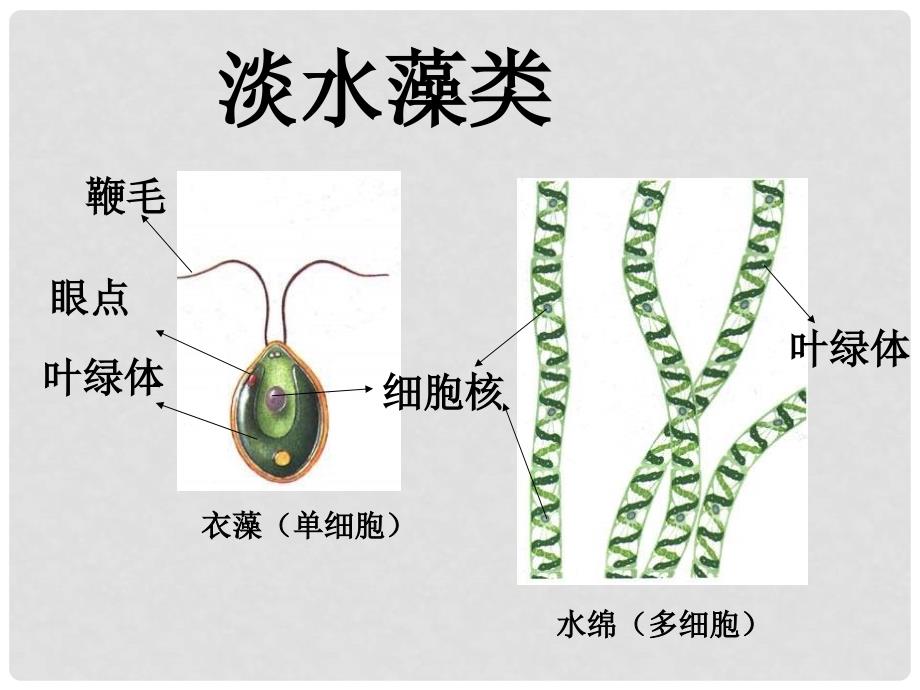 山东省临沂凤凰岭中学七年级生物《藻类苔藓和蕨类植物》课件 人教新课标版_第4页