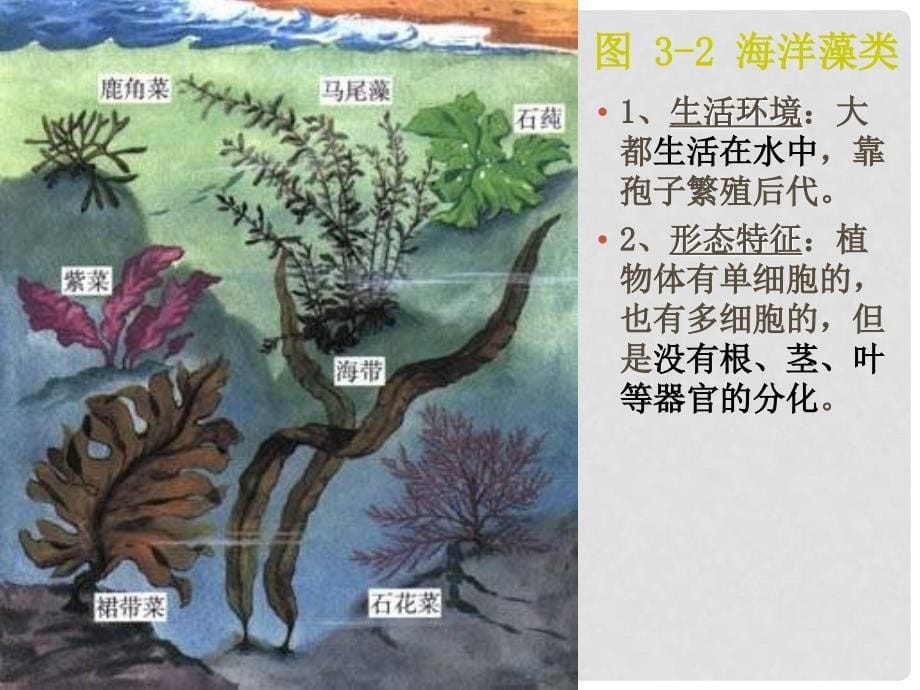 山东省临沂凤凰岭中学七年级生物《藻类苔藓和蕨类植物》课件 人教新课标版_第5页