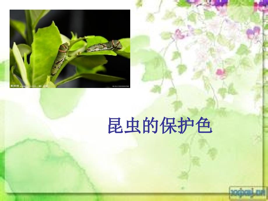 昆虫的保护色PPT课件_第1页