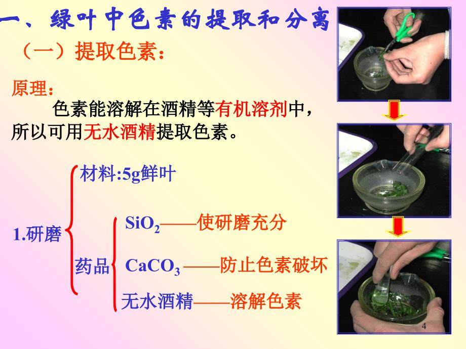 捕获光能的色素和结构52898_第4页