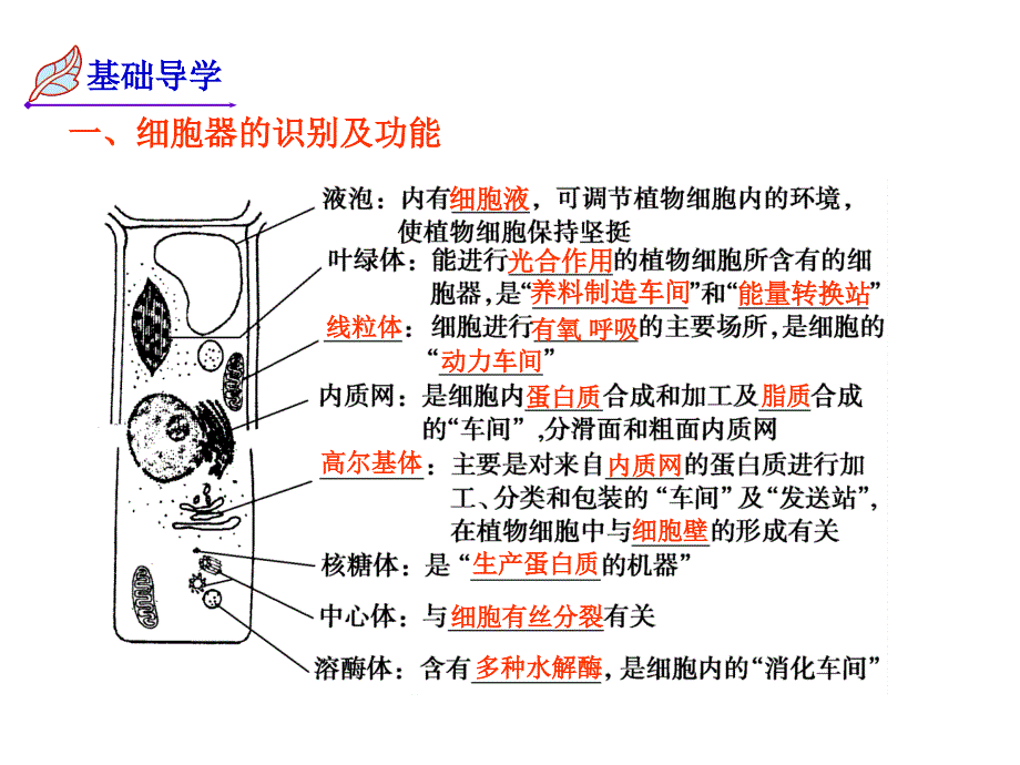 一轮复习细胞器陆选昆_第3页