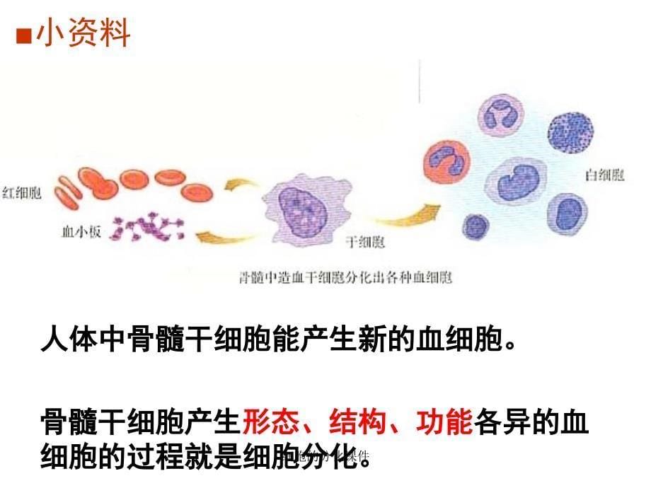 细胞的分化课件_第5页