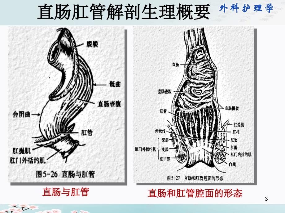 《直肠和肛管疾病病人的护理》_第3页