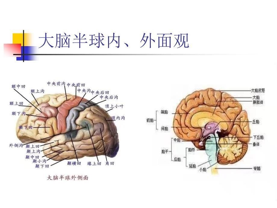 头颅断层解剖_第5页