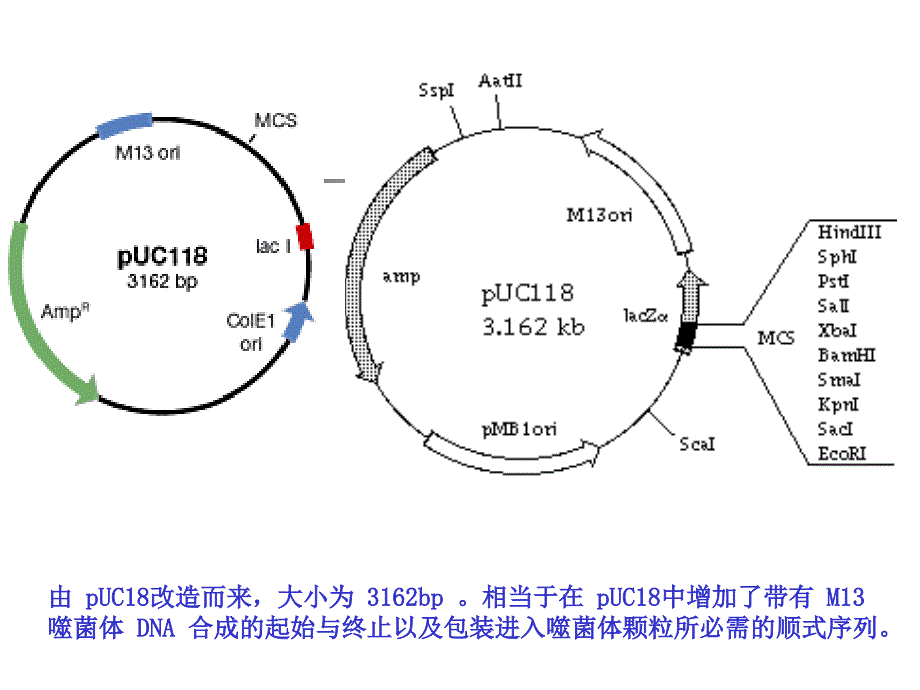 实验16酶切与连接_第4页