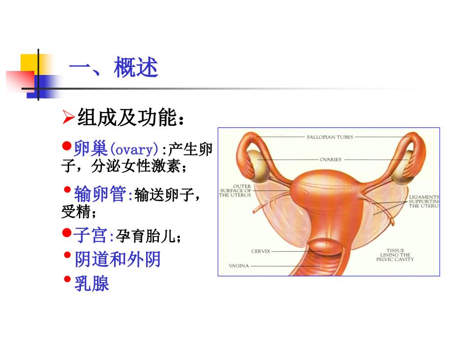 组织与胚胎学课件：18 女性生殖系统_第2页