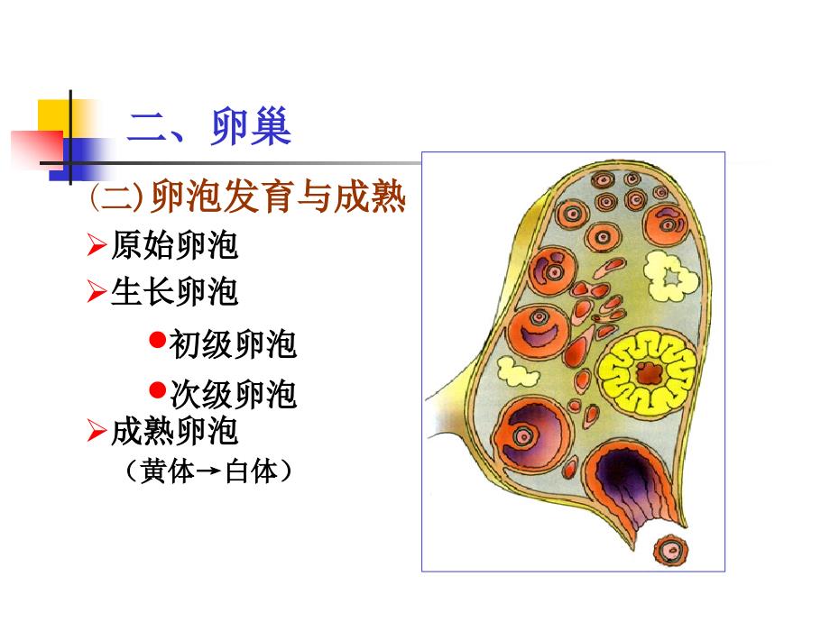 组织与胚胎学课件：18 女性生殖系统_第4页