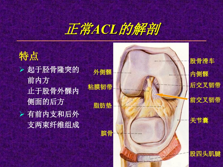 关节镜下膝前交叉韧带损伤的诊治_第3页