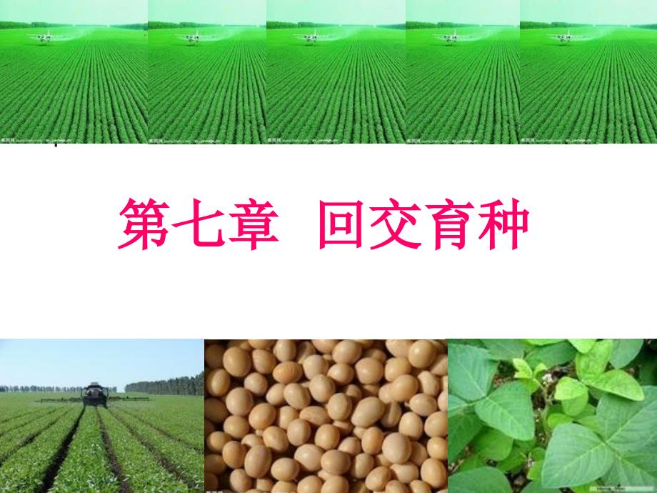 第七章--回交育种要点课件_第1页