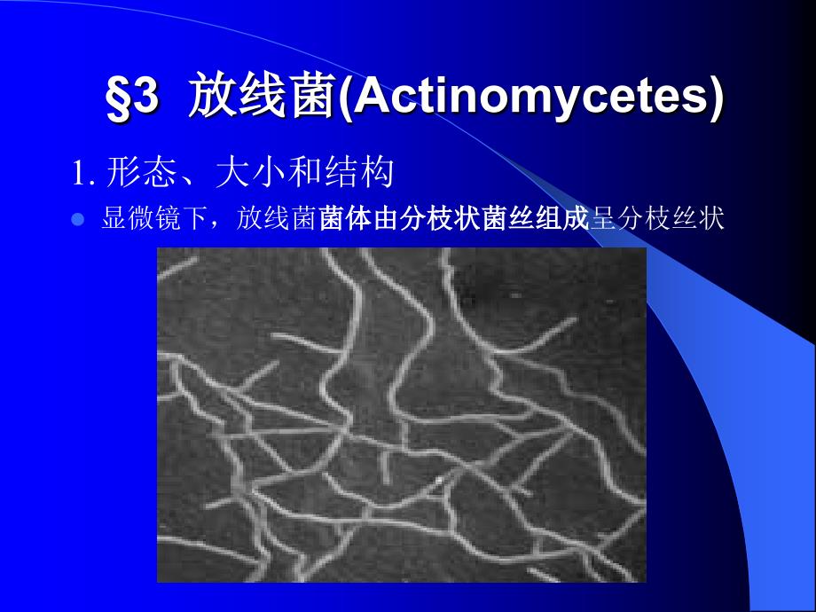 放线菌真菌名师编辑PPT课件_第1页