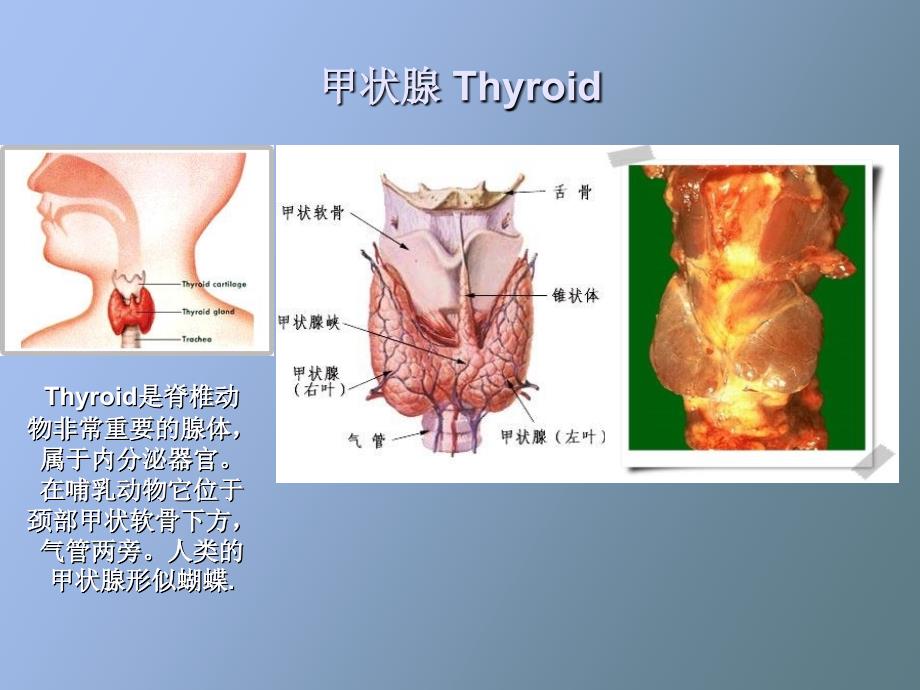 甲状腺激素药_第2页