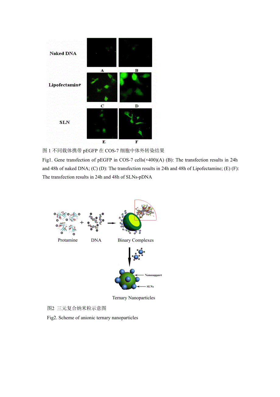 固体脂质纳米粒的研究及应用_第4页