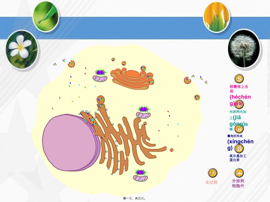 医学专题—分泌蛋白的合成分泌过程动画8867_第1页