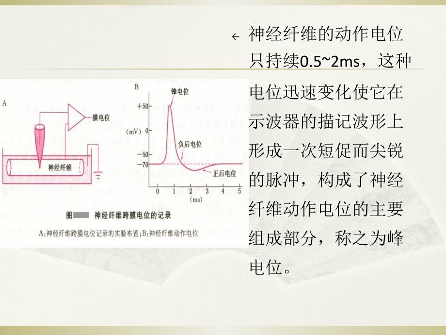 可兴奋细胞的生物电特征_第3页