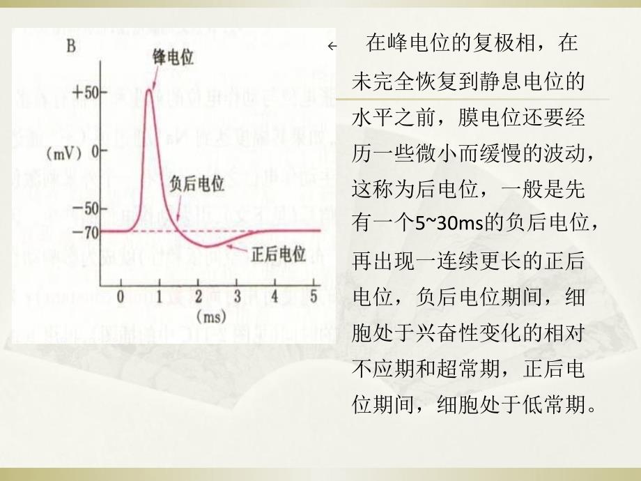 可兴奋细胞的生物电特征_第4页