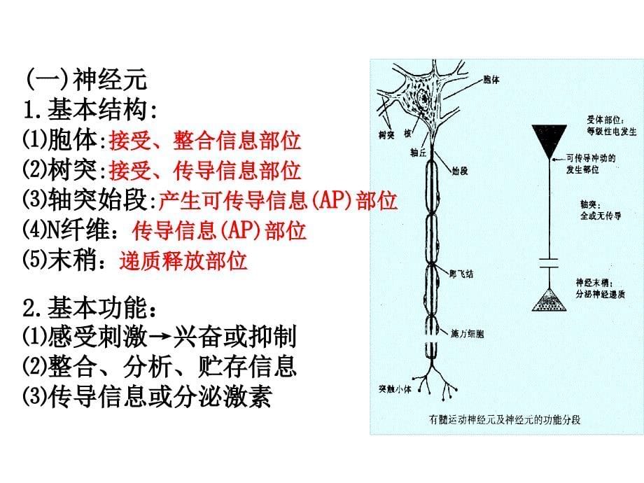 可兴奋细胞的生物电特征_第5页