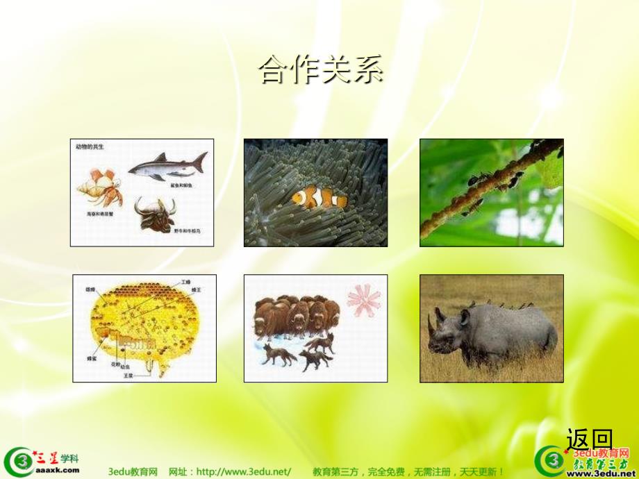 七年级生物生物因素对生物的影响_第4页