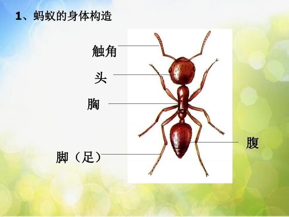 教科小学科学三上《2.5、蚂蚁》PPT课件(12)_第5页