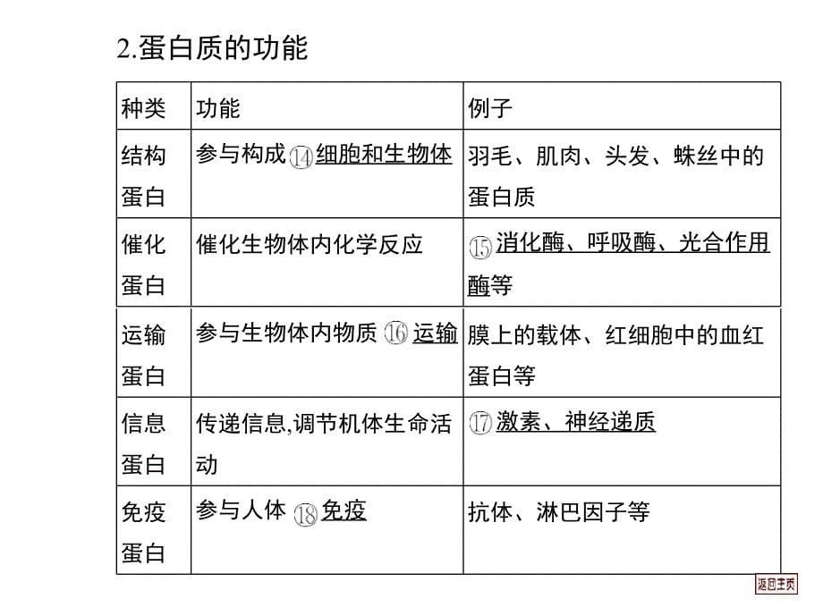 细胞中的蛋白质_第5页