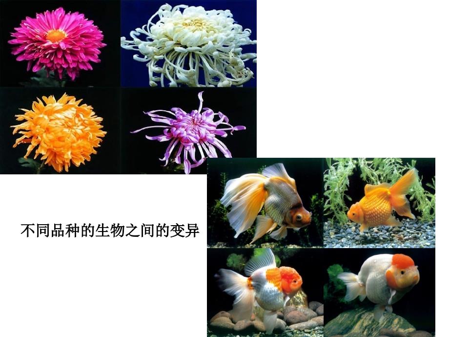 第五节生物的变异.ppt_第3页