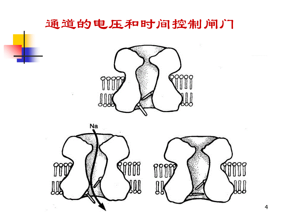 《肌松药机制和应用》PPT课件_第4页