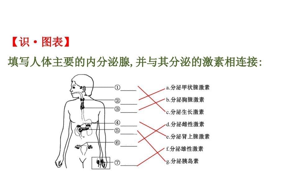 人体生命活动的调节复习ppt课件_第5页