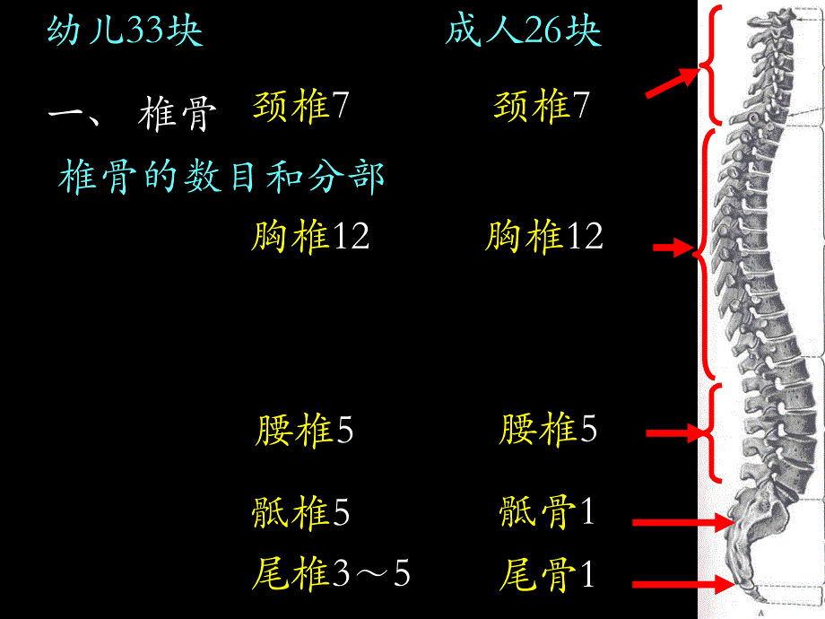 《人体系解剖学》教学课件：躯干骨和躯干骨连结_第2页