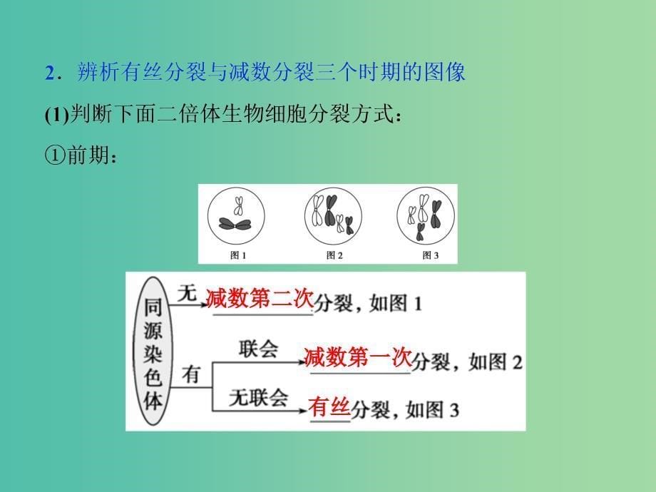 （浙江专用）高考生物二轮复习 专题三 细胞的生命历程 第1讲 细胞的增殖和受精作用课件.ppt_第5页