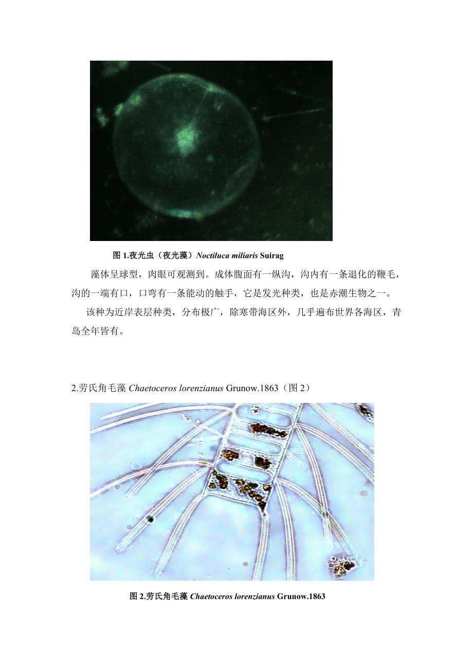 青岛近海和胶州湾微生物调查报告_第5页