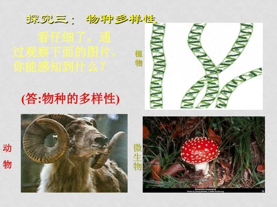 北京地区七年级生物 学科形形色色的生物课件 北师大版_第5页