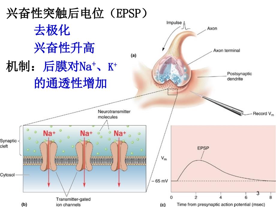 神经元间信息传递_第3页