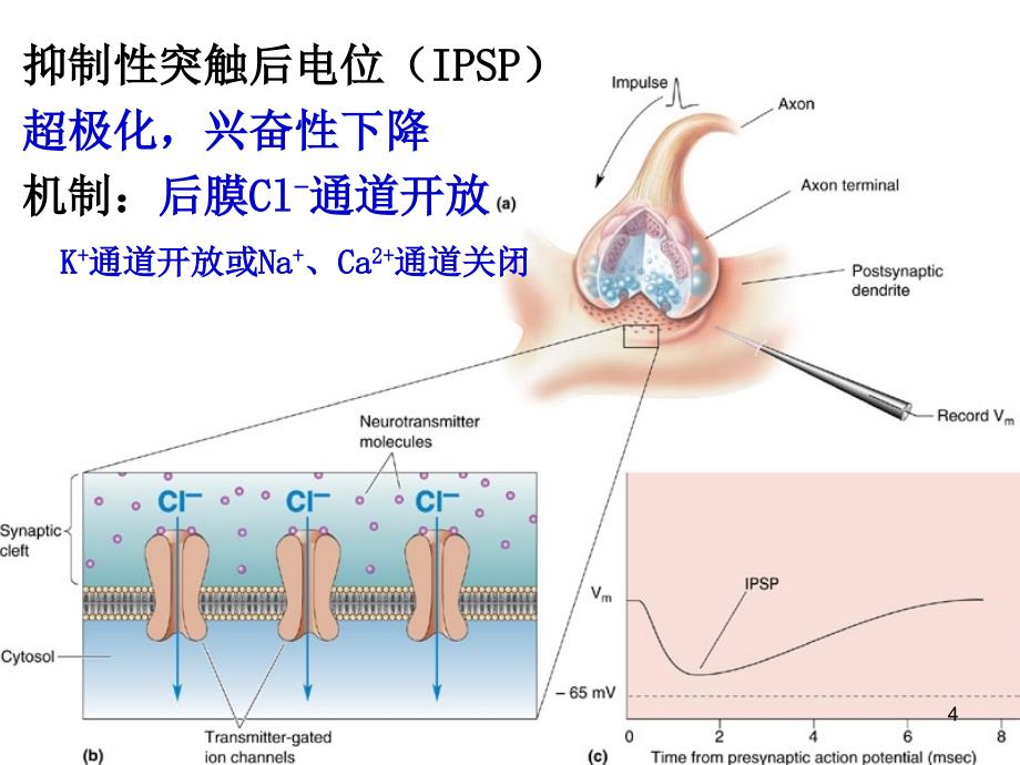 神经元间信息传递_第4页