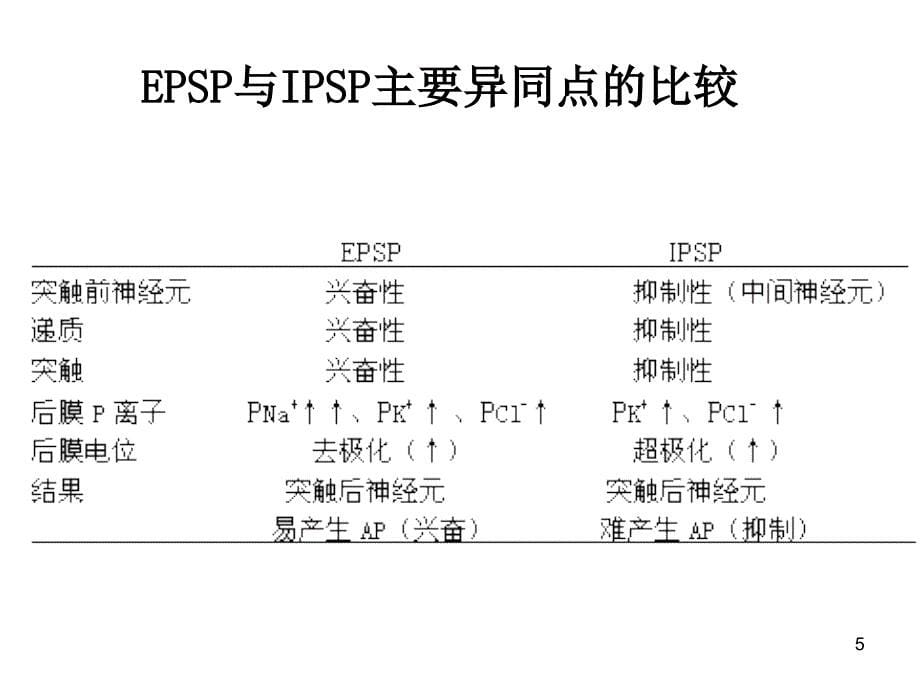 神经元间信息传递_第5页