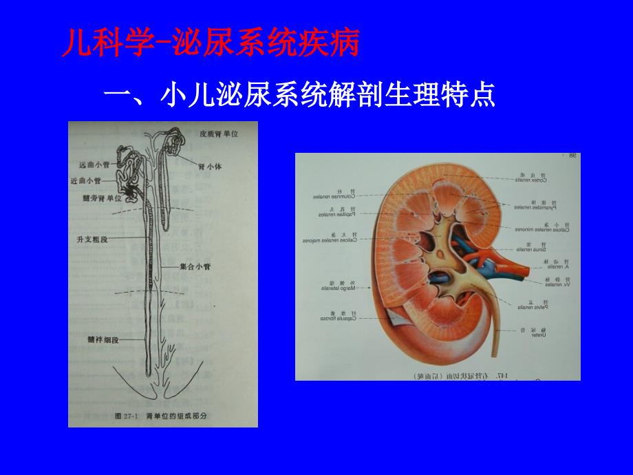 儿科学泌尿系统疾病_第2页