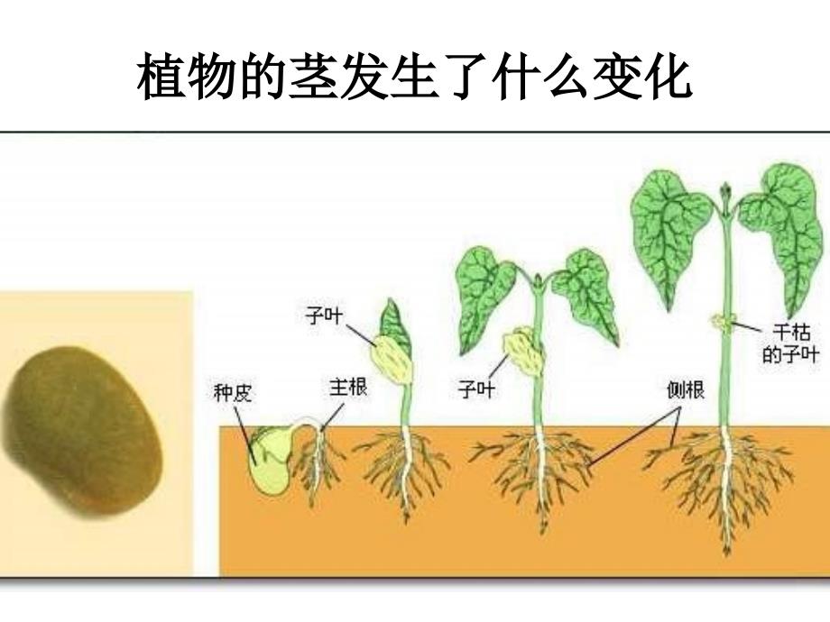 5茎越长越高_第3页