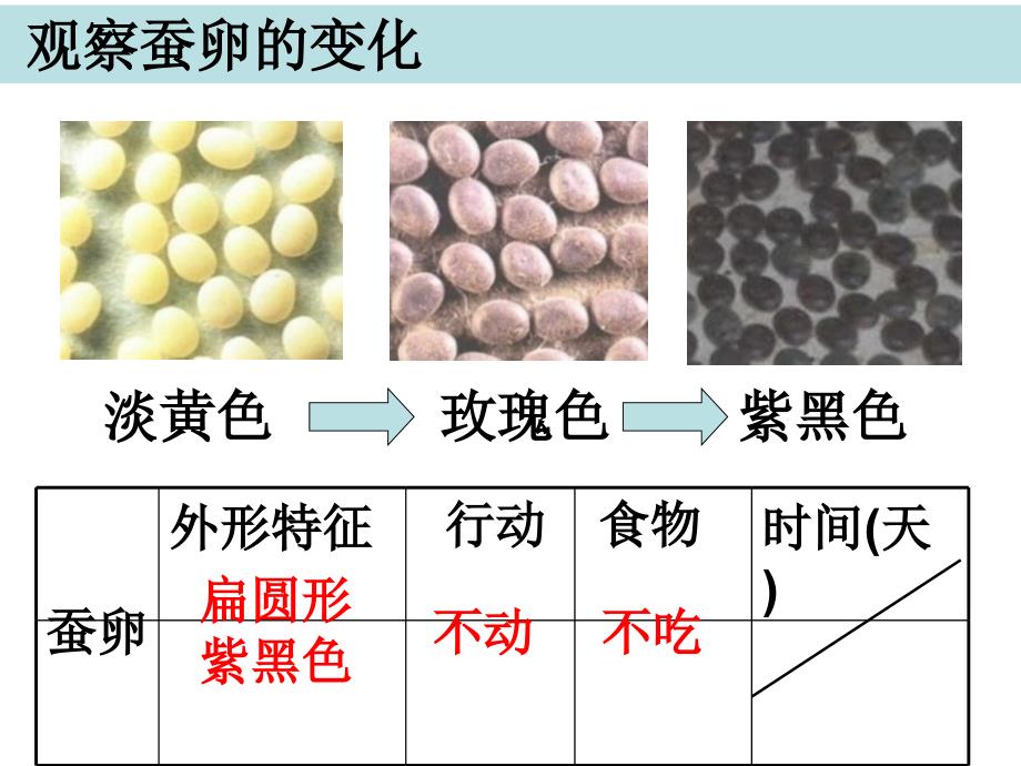 三年级下册科学课件2.5蚕的生命周期教科版_第3页