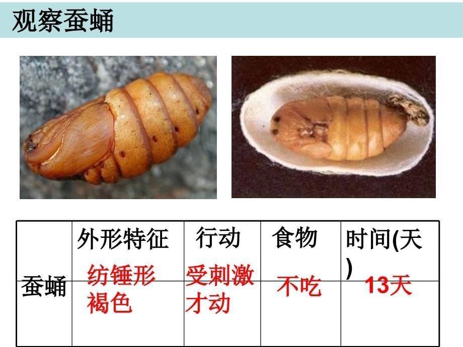 三年级下册科学课件2.5蚕的生命周期教科版_第5页