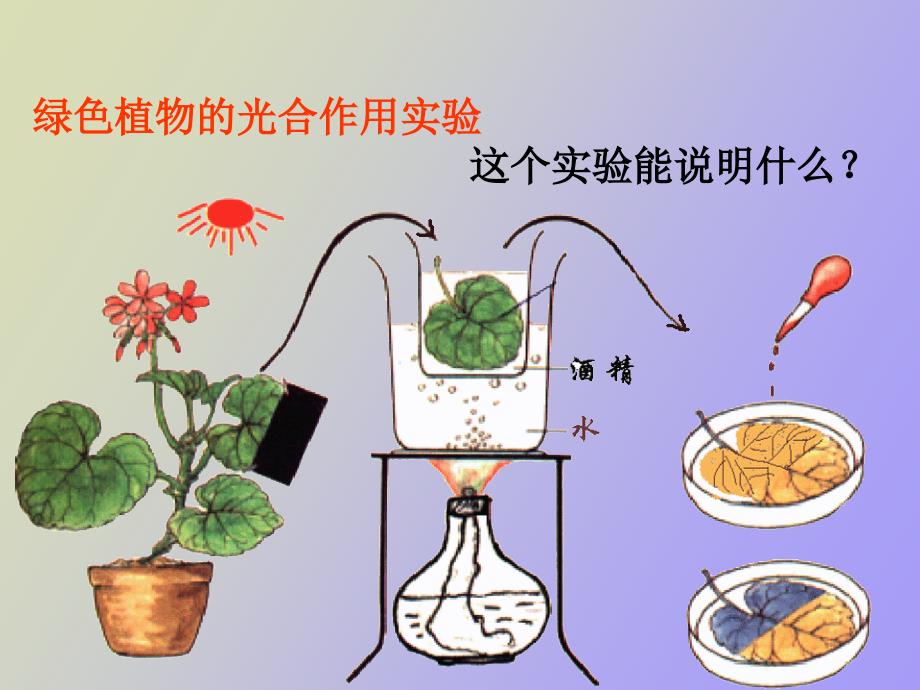 植物新陈代谢_第1页