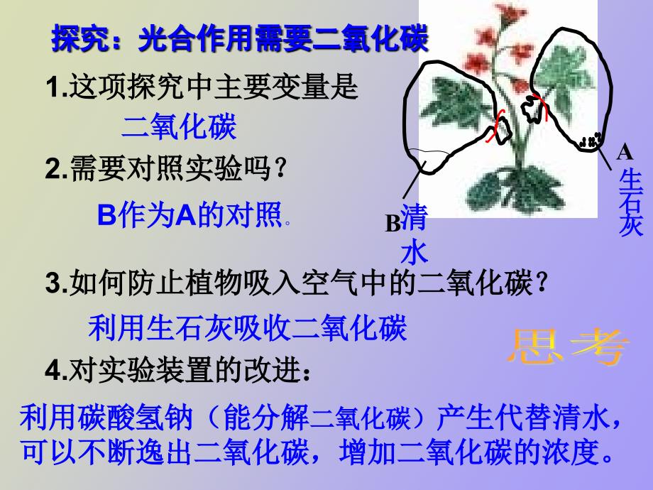 植物新陈代谢_第4页