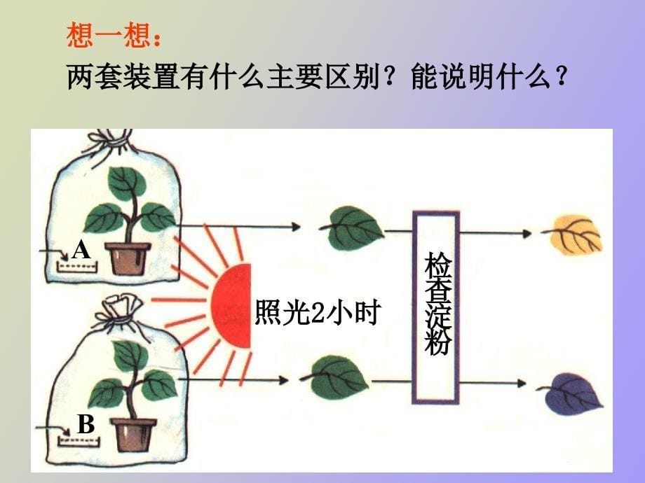 植物新陈代谢_第5页