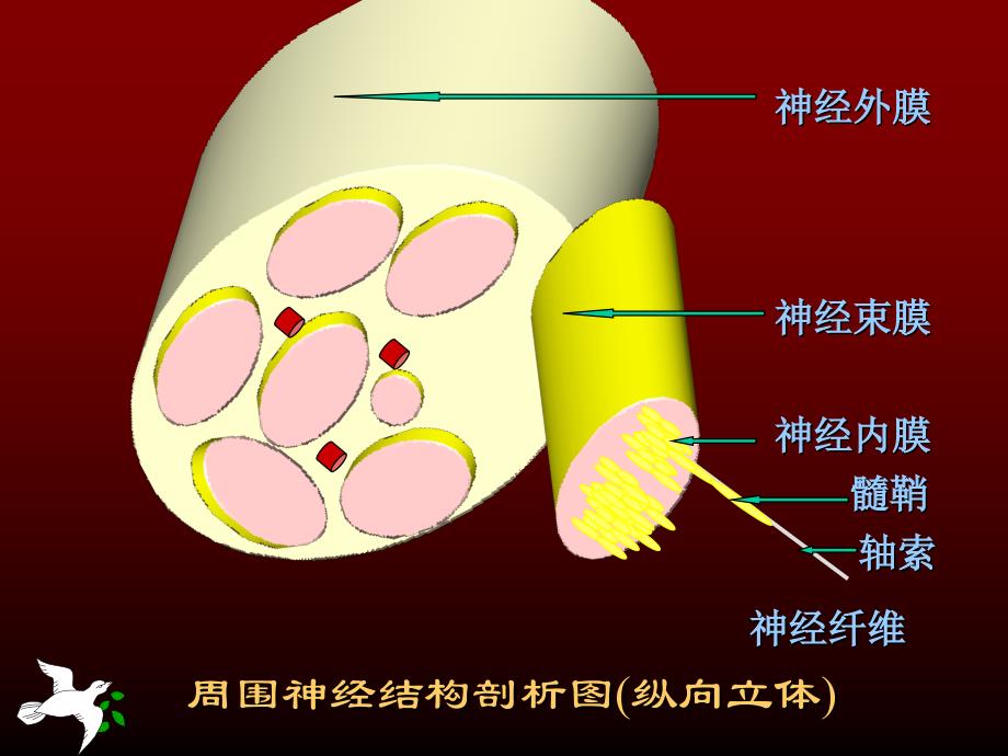 神经传导功能检测在临床的应用_第3页