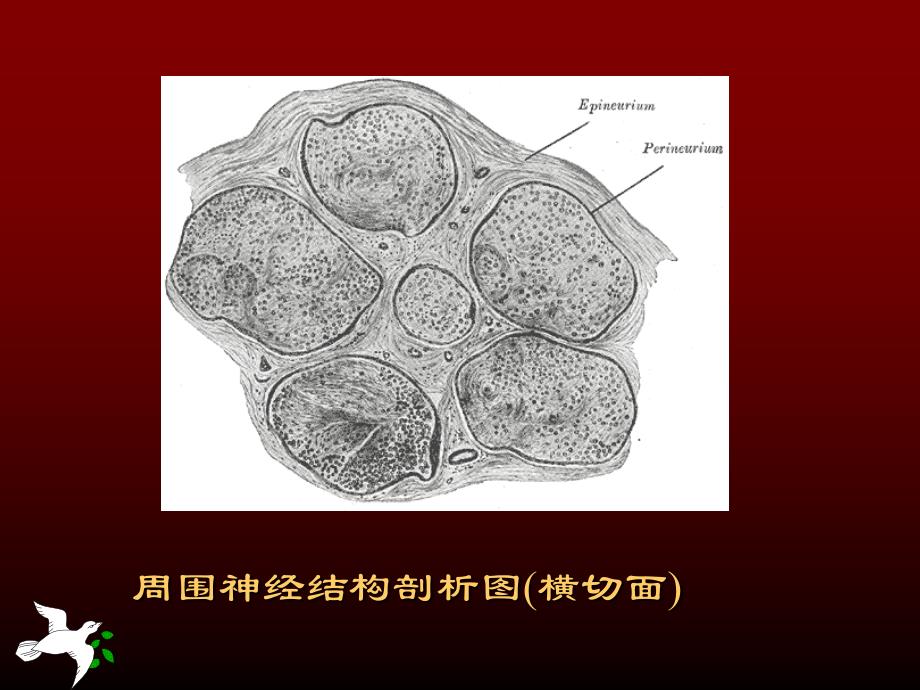 神经传导功能检测在临床的应用_第4页